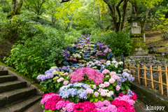 長谷寺 あぢさゐ回廊