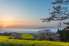 白木峰高原 桜と菜の花