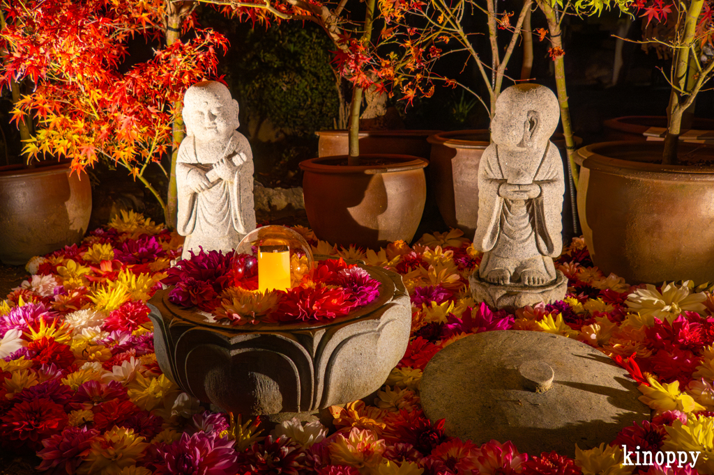 岡寺紅葉ライトアップ 4