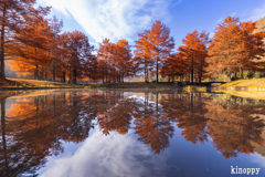 三田小野公園 ラクショウ