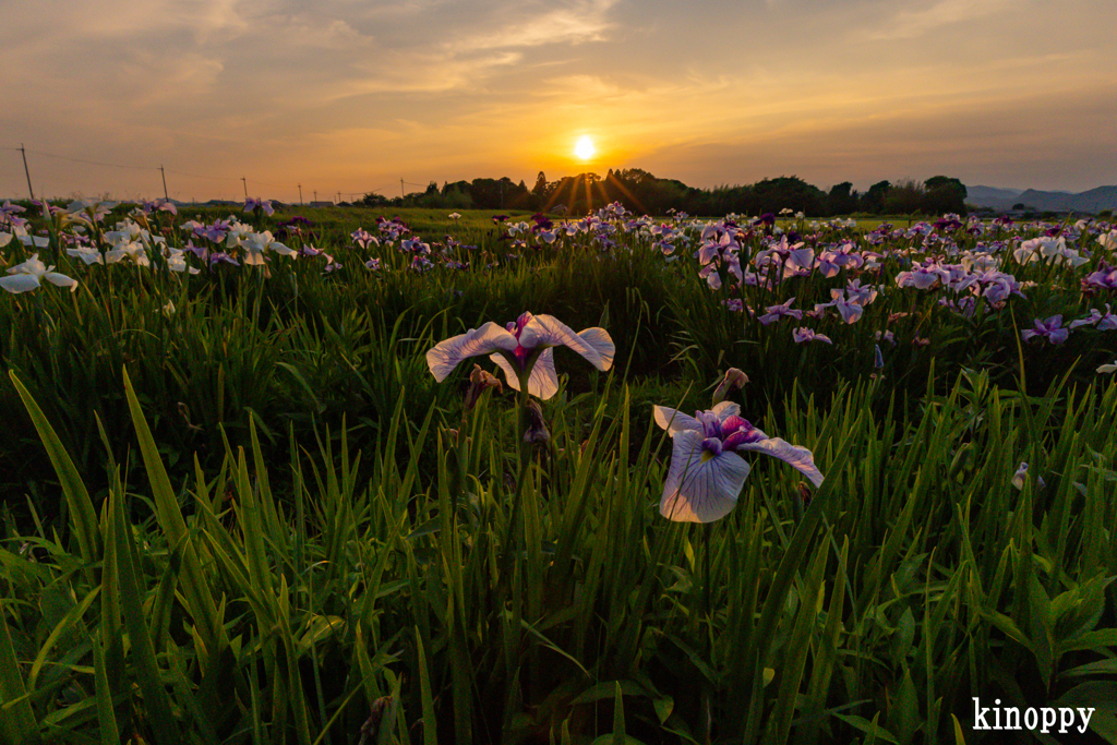 菖蒲 夕景 3