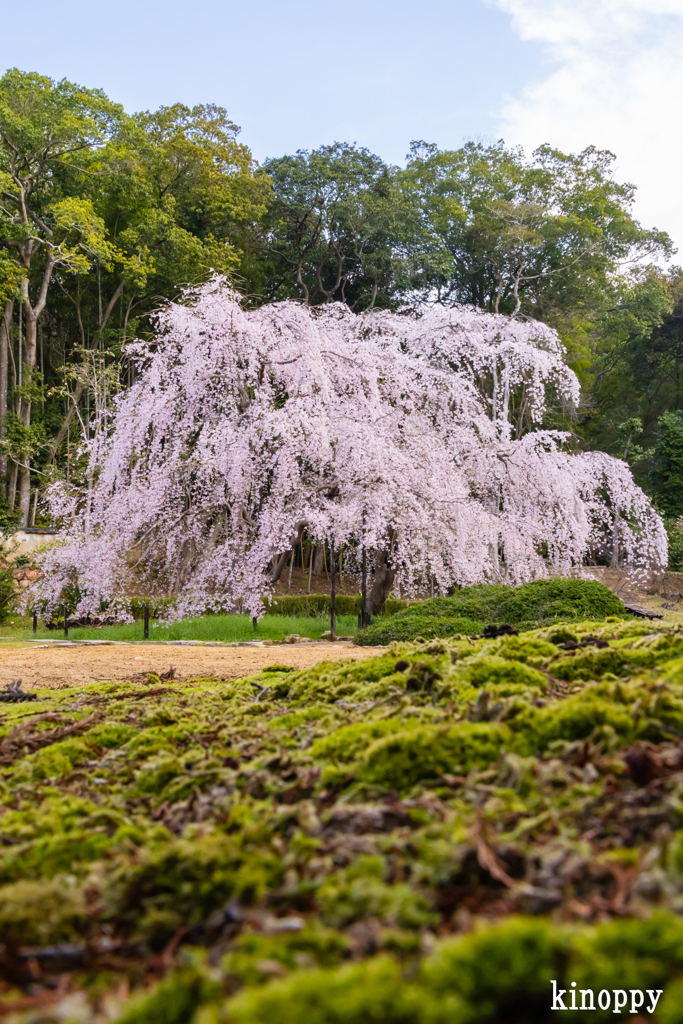 曹源寺 しだれ桜 4