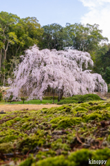 曹源寺 しだれ桜 4