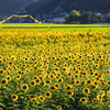 南光ひまわり畑