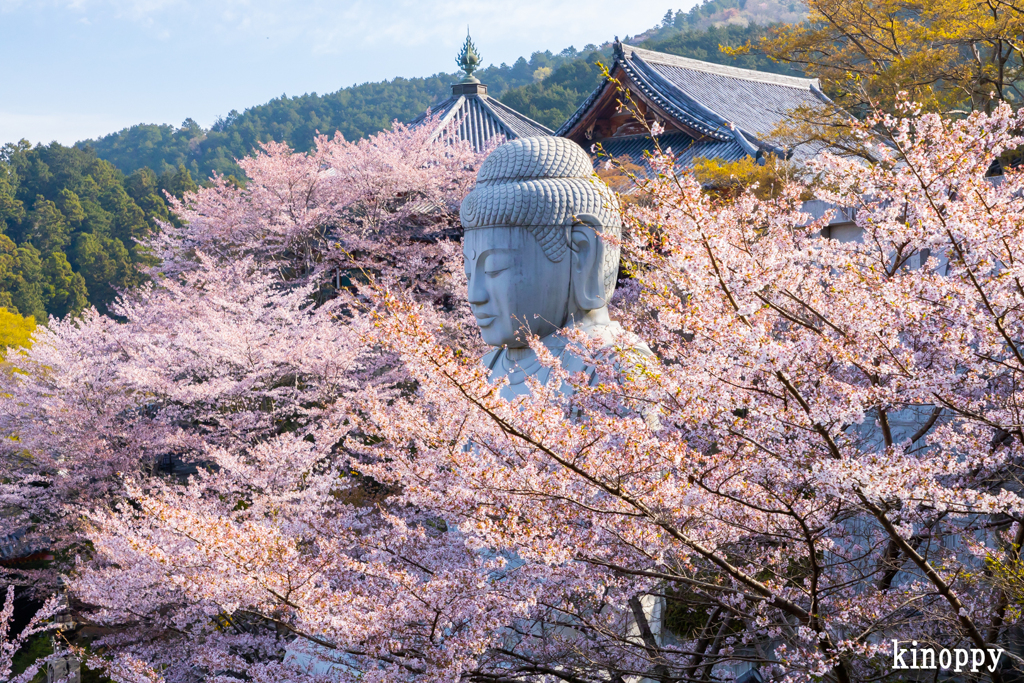 壷阪寺 桜大仏 5
