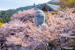 壷阪寺 桜大仏 5