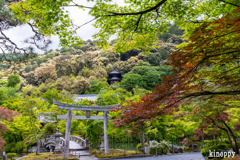 永観堂 新緑 2