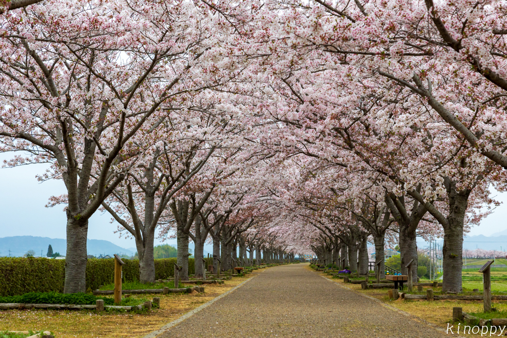 おの桜づつみ回廊 2