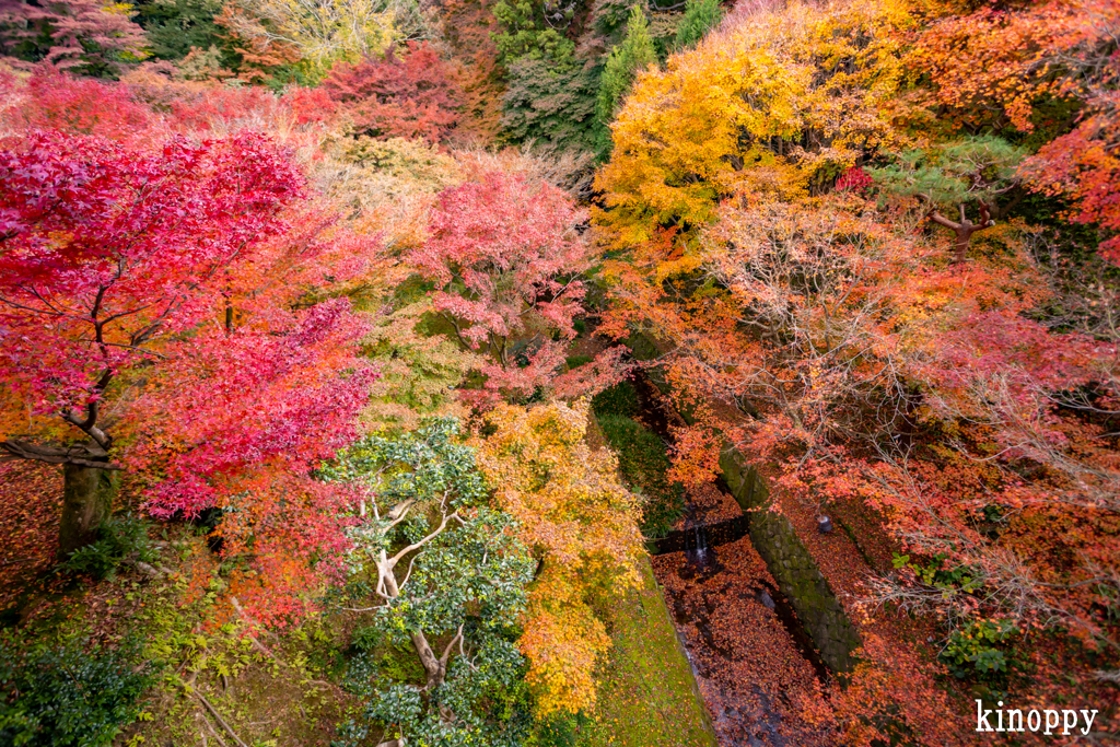 東福寺 紅葉 2