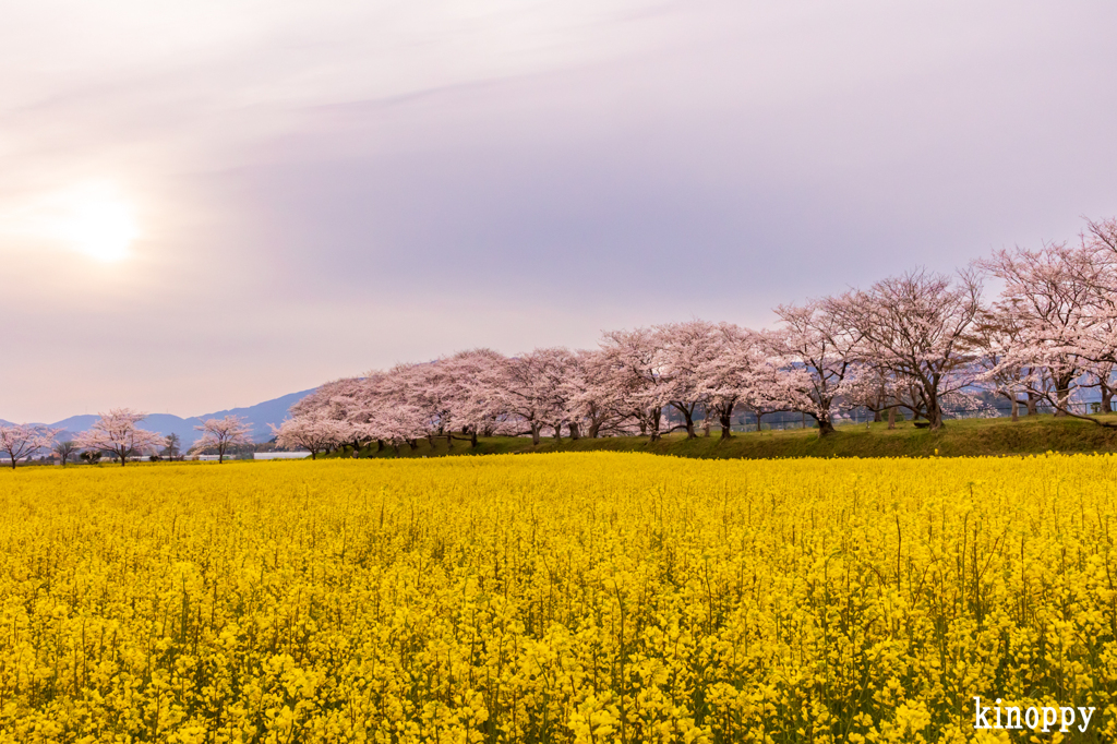 藤原宮跡　菜の花と桜