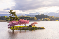 日野川ダム 八重桜 2