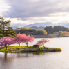 日野川ダム 八重桜 2