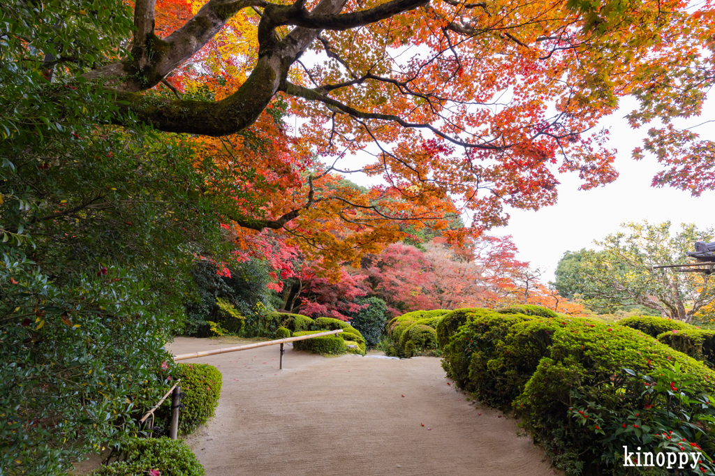 詩仙堂 紅葉 4