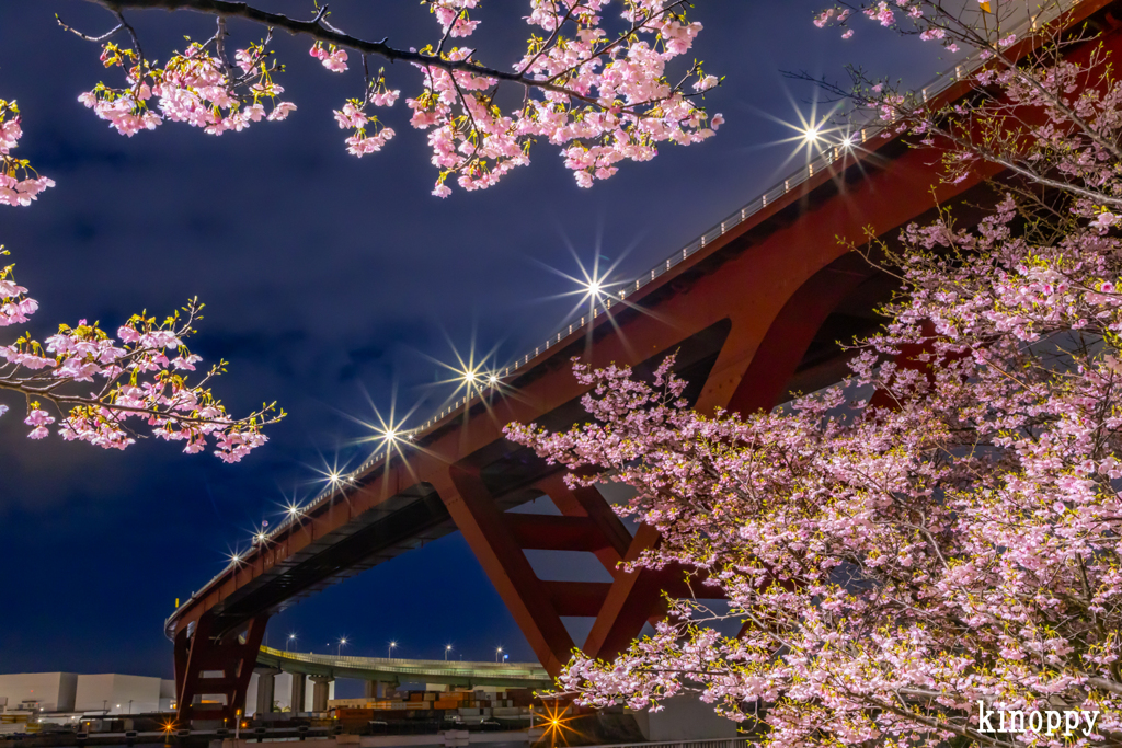 灘浜公園 河津桜 夜景 3