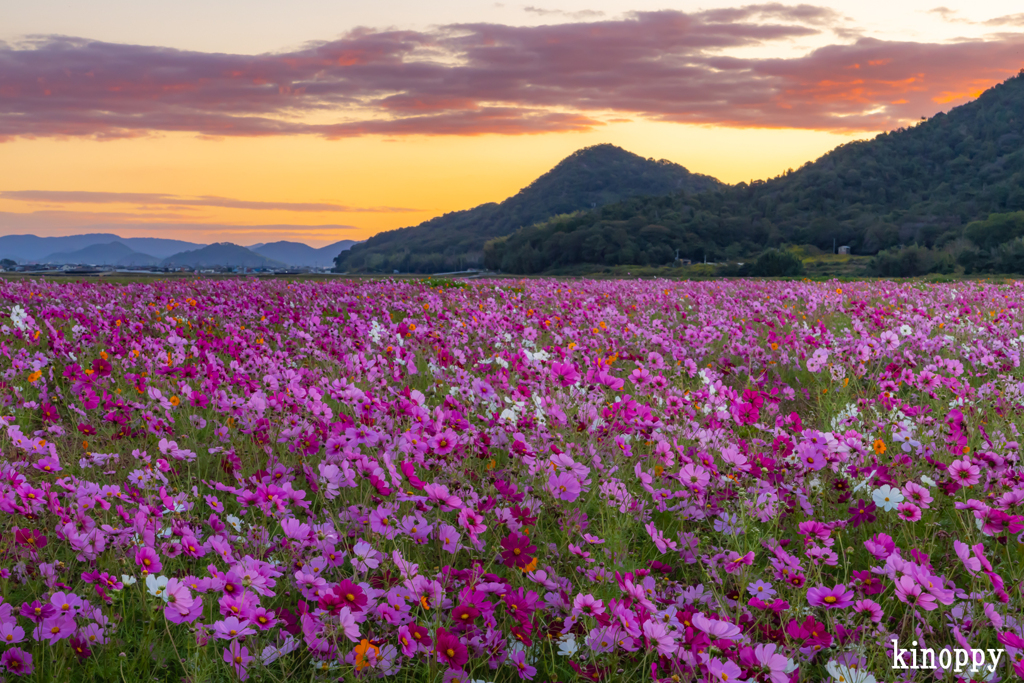 馬場コスモス畑 朝景色 2