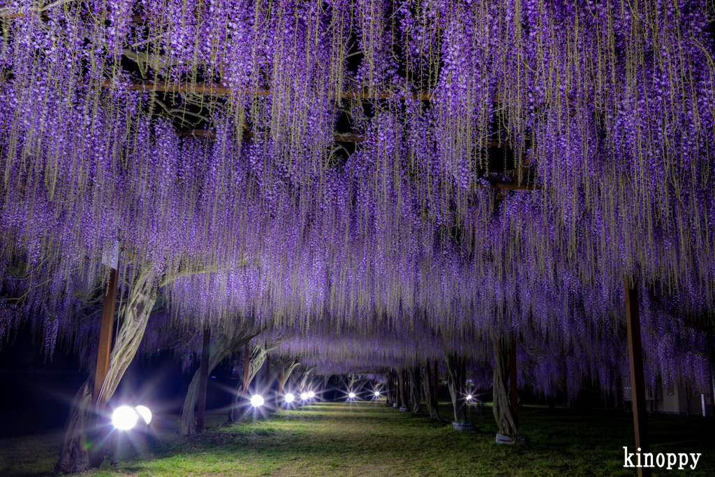 岡山和気 藤公園 ライトアップ