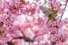 河津桜 メジロ 5