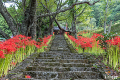 佛隆寺 彼岸花 2