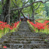 佛隆寺 彼岸花 2