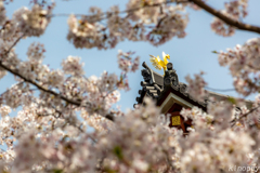 平等院 鳳凰堂 3