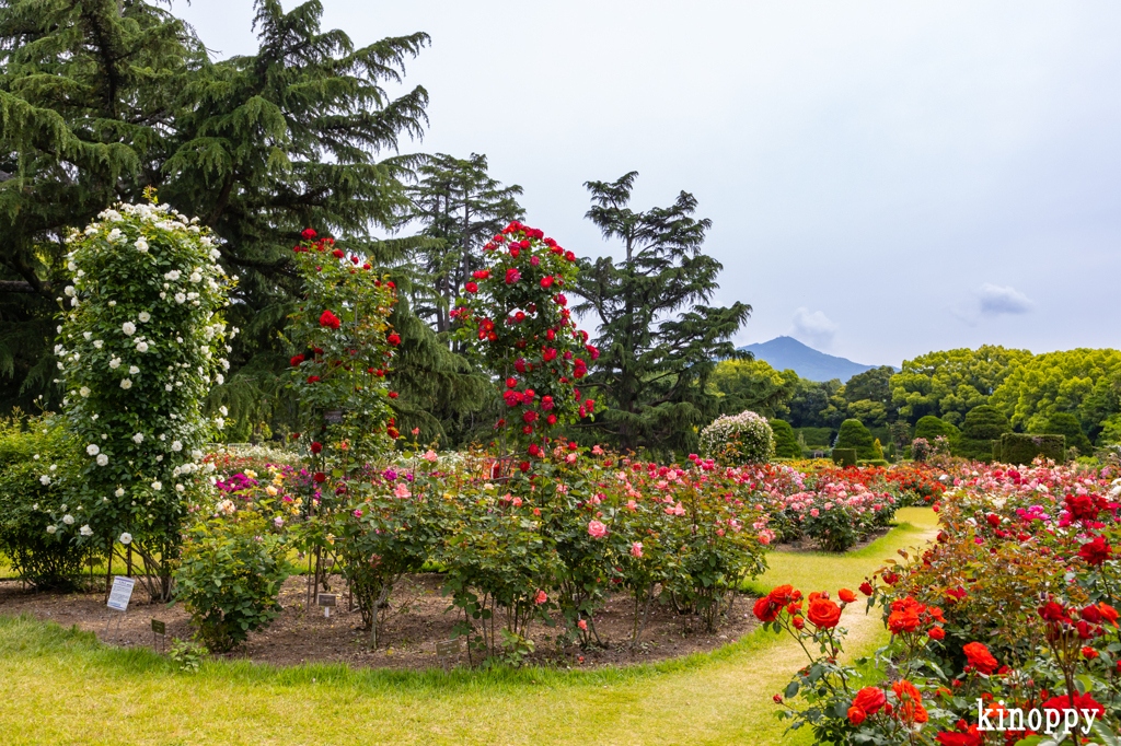 京都府立植物園