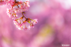 西郷川河口公園 河津桜 2