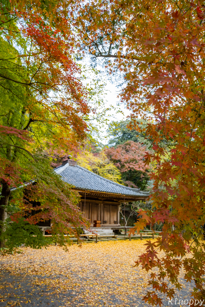 富貴寺 紅葉 3