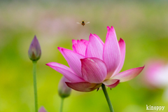 ヤマサ蒲鉾 蓮の花苑 3