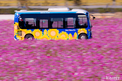 ひまわりの丘公園 コスモス 8