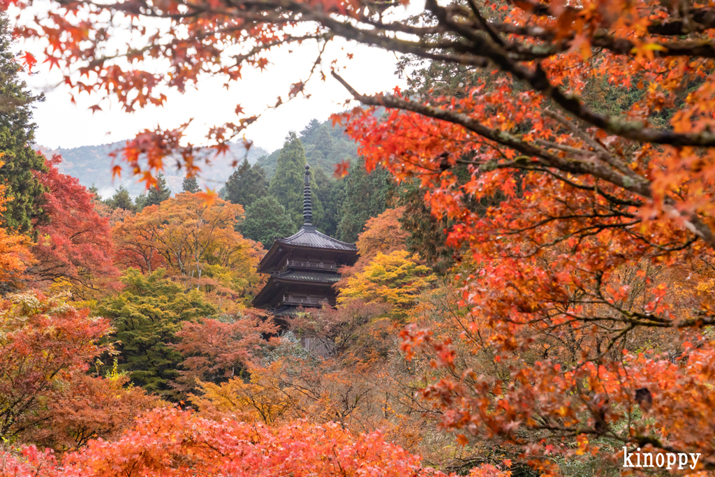 高源寺 紅葉 4