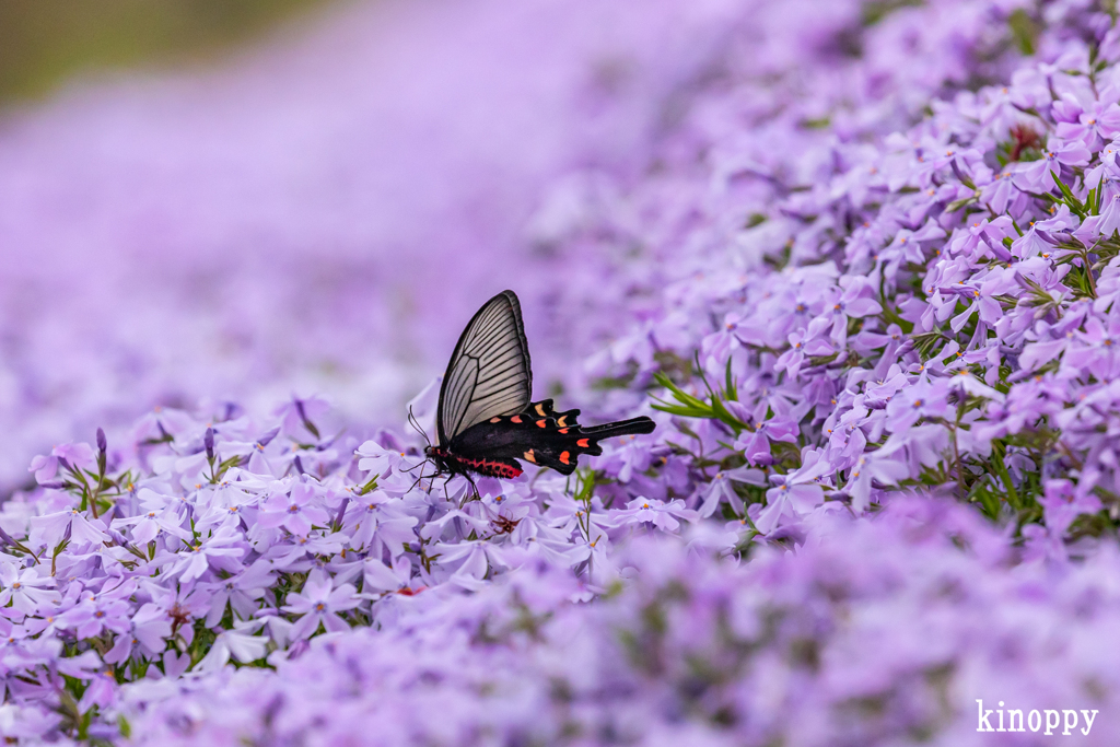 わのふじ小紋(小紋) 芝草 花と蝶々 - 着物・浴衣