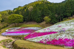 ヤマサ蒲鉾 芝桜