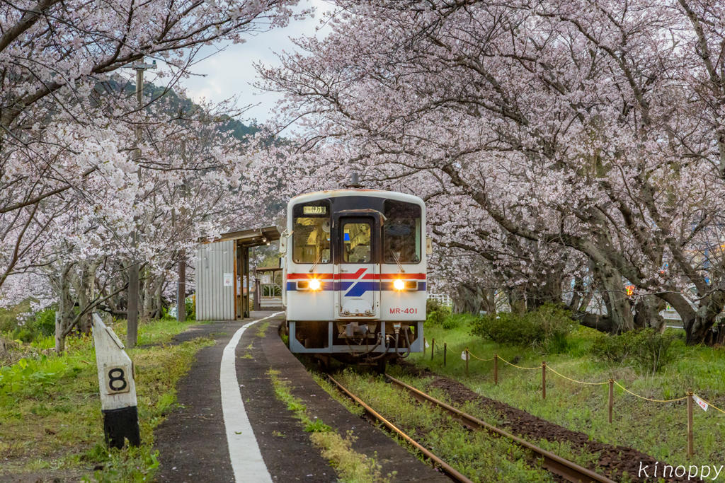 松浦鉄道 桜のトンネル