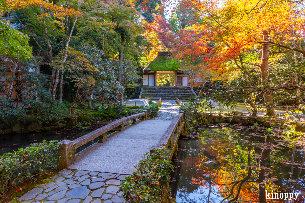 法然院 紅葉 3