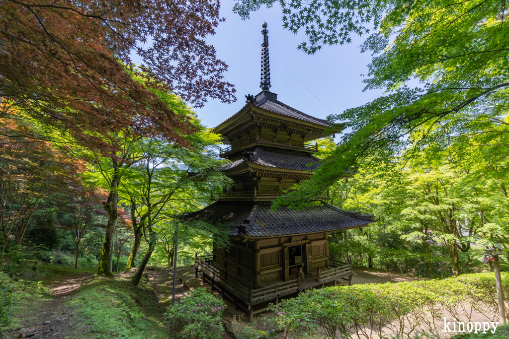 高源寺 新緑 2