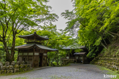愛宕念仏寺 新緑 2