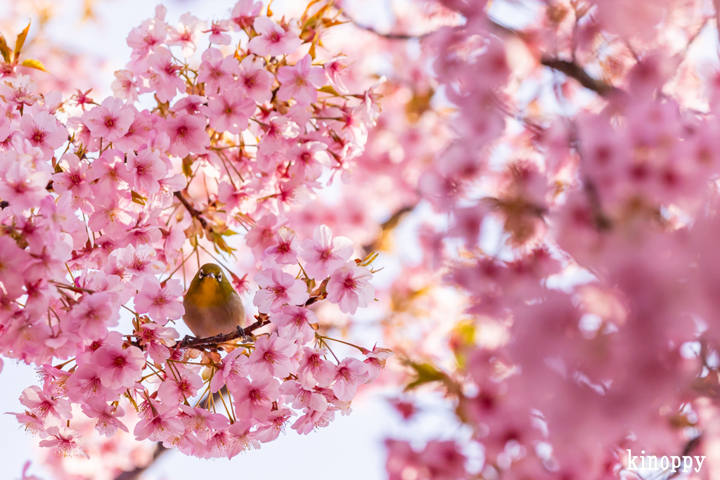 児島湖 河津桜 メジロ