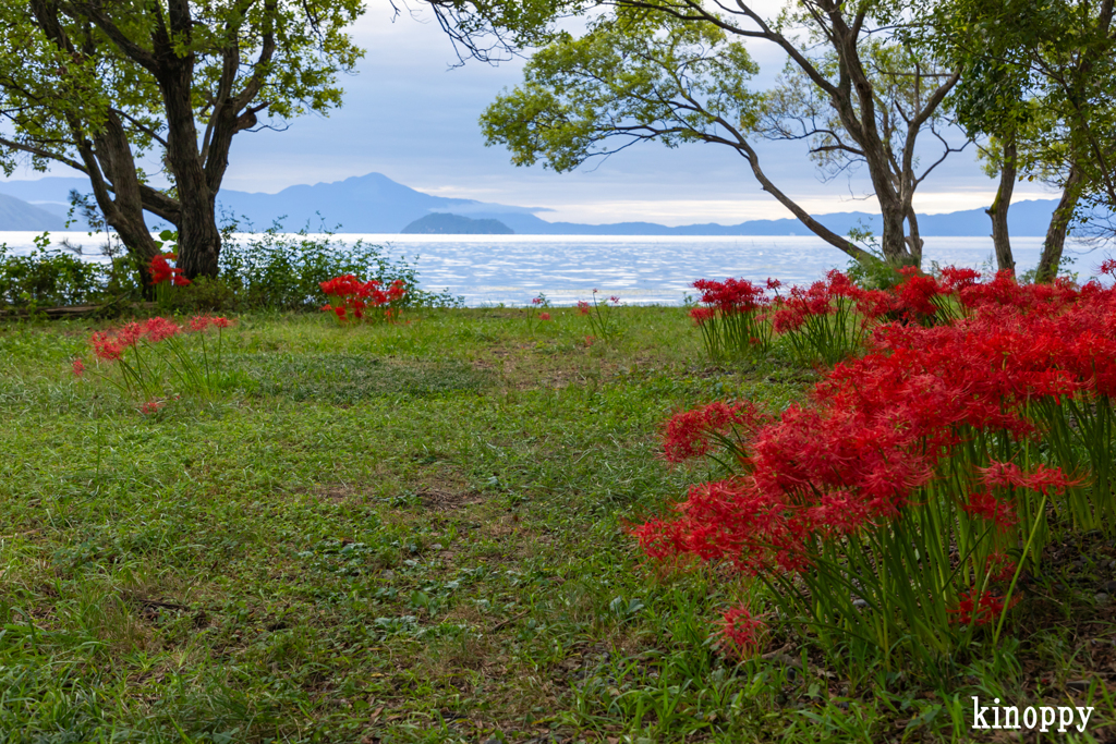 桂浜園地 彼岸花 4