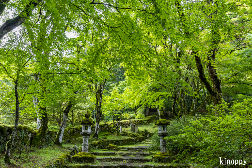 高源寺 新緑 5