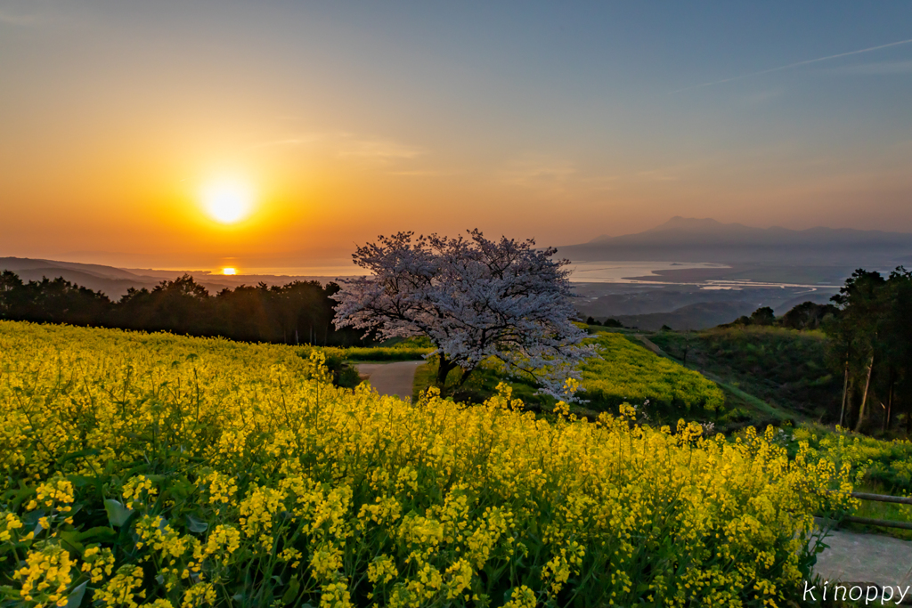 白木峰高原 桜と菜の花 6