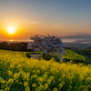 白木峰高原 桜と菜の花 6
