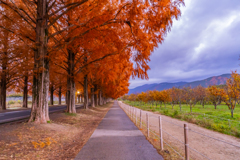 メタセコイア並木 紅葉 4