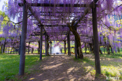 白井大町藤公園