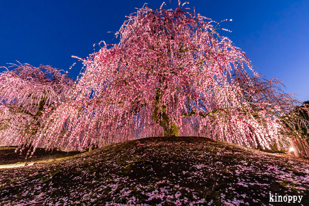 鈴鹿の森庭園 20
