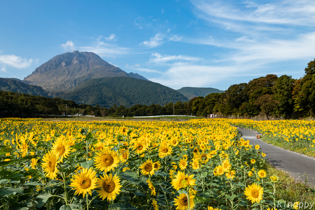 しまばら火張山花公園 ひまわり