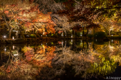 東寺 紅葉 ライトアップ 5