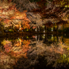 東寺 紅葉 ライトアップ 5