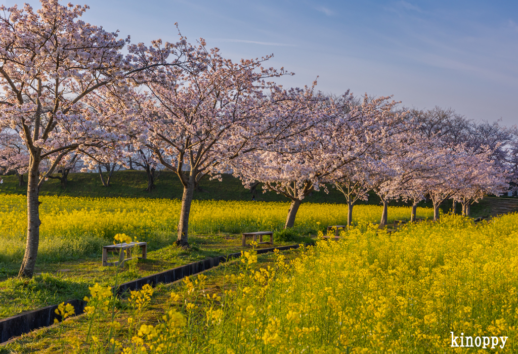 藤原宮跡 菜の花と桜 6