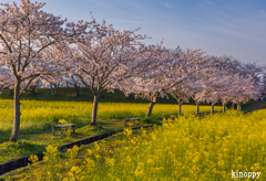藤原宮跡 菜の花と桜 6