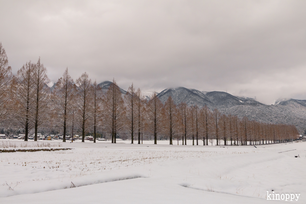メタセコイヤ並木 雪景色 2